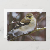 Winter American Goldfinch Postkarte (Vorne/Hinten)