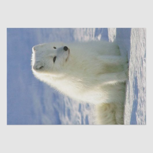 Winter Arctic Fox Seidenpapier (Vorderseite)