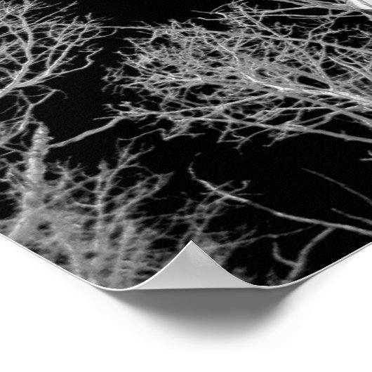 Winter Aspen Trees - Black Sky Poster (Ecke)