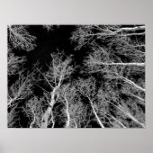 Winter Aspen Trees - Black Sky Poster (Vorne)