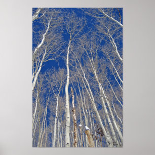 Winter Aspen Trees Poster