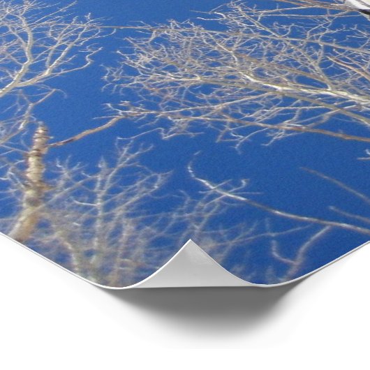 Winter Aspen Trees Poster (Ecke)