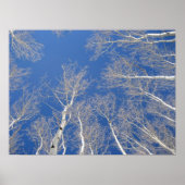 Winter Aspen Trees Poster (Vorne)