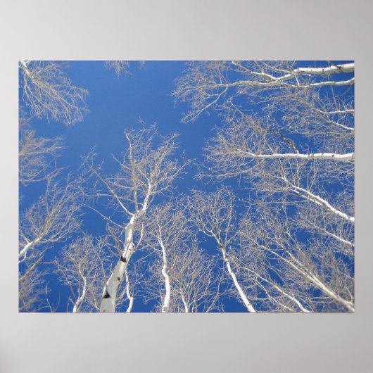 Winter Aspen Trees Poster (Vorne)