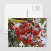 Winter-Beeren Postkarte (Vorne/Hinten)