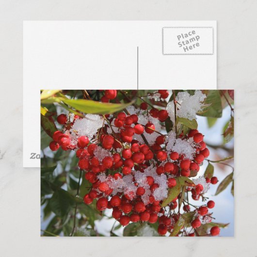 Winter-Beeren Postkarte (Vorne/Hinten)
