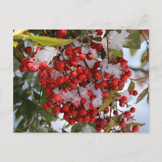Winter-Beeren Postkarte (Vorderseite)