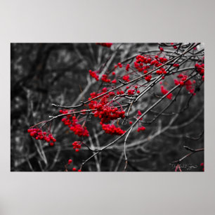Winter Berries Print Poster