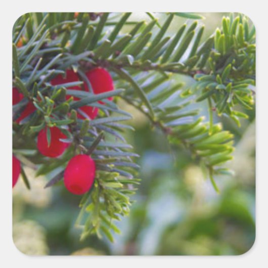 Winter Berry Quadratischer Aufkleber (Vorderseite)