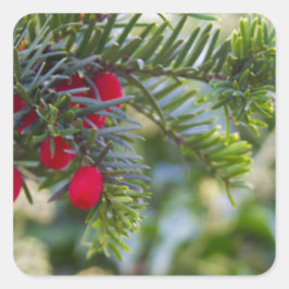 Winter Berry Quadratischer Aufkleber