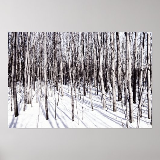 Winter Birch, Baumschneewald Zweige Natur Poster (Vorne)