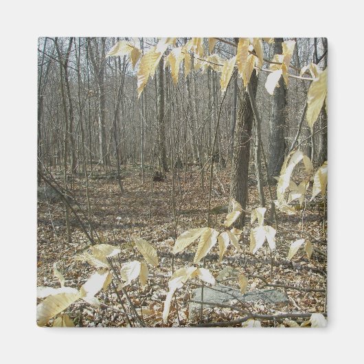 Winter Birch Magnet (Vorne)