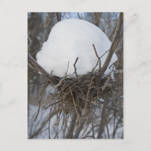 Winter Bird Nest Postkarte