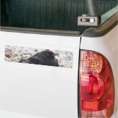 Winter Blackbird Autoaufkleber (Auf Lkw)