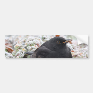 Winter Blackbird Autoaufkleber