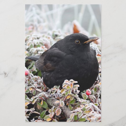Winter Blackbird Briefpapier (Vorderseite)