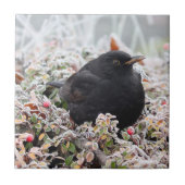 Winter Blackbird Fliese (Vorderseite)