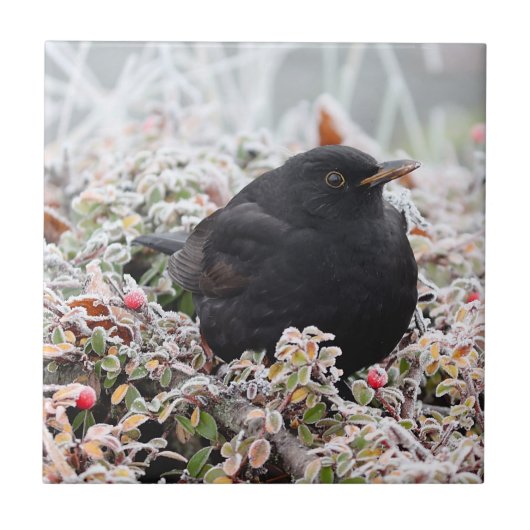 Winter Blackbird Fliese (Vorderseite)