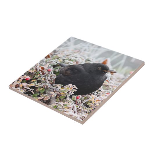 Winter Blackbird Fliese (Seite)