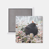 Winter Blackbird Magnet (Vorderseite/Rückseite)
