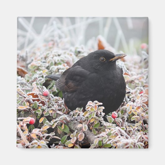 Winter Blackbird Magnet (Vorne)