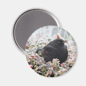 Winter Blackbird Magnet (Vorderseite/Rückseite)