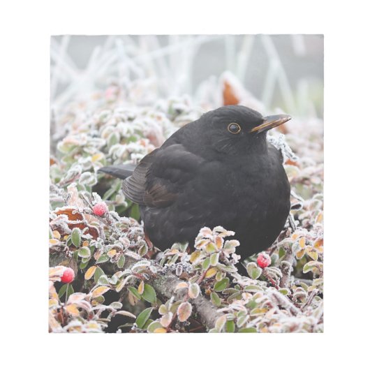 Winter Blackbird Notizblock (Vorderseite)