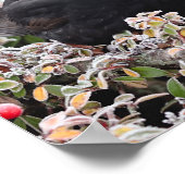 Winter Blackbird Poster (Ecke)