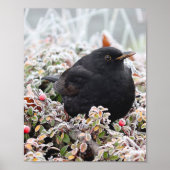 Winter Blackbird Poster (Vorne)