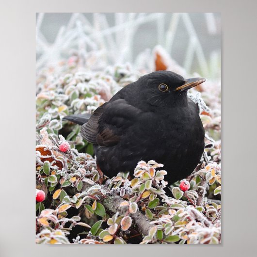 Winter Blackbird Poster (Vorne)