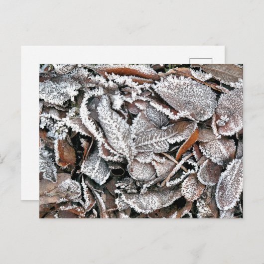 WINTER-BLÄTTER POSTKARTE (Vorne/Hinten)
