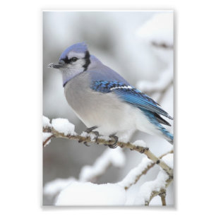 Winter-Blau-Jay Fotodruck