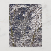 Winter Blizzard Storm Schneebaum Naturfotografie Postkarte (Vorderseite)