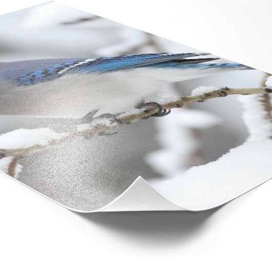 Winter Blue Jay Fotodruck (Ecke)