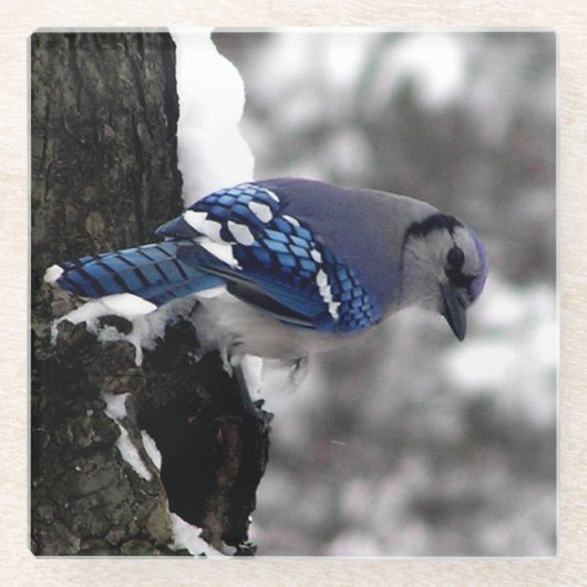 Winter Blue Jay Glasuntersetzer (Vorderseite)