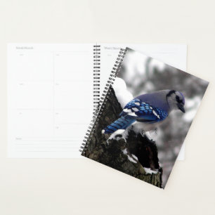 Winter Blue Jay Planer
