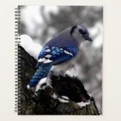 Winter Blue Jay Planer (Vorderseite)
