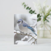 Winter Blue Jay Postkarte (Stehend Vorderseite)
