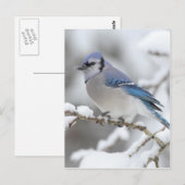 Winter Blue Jay Postkarte (Vorne/Hinten)