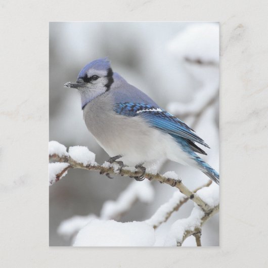 Winter Blue Jay Postkarte (Vorderseite)