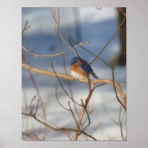 Winter Bluebird Nature Art Malerei Poster