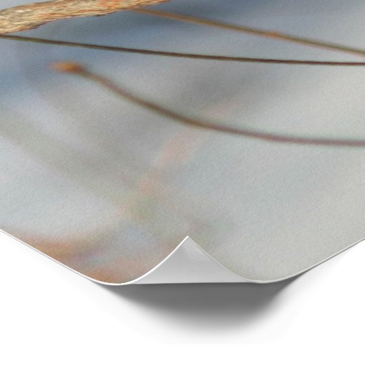 Winter Bluebird Poster (Ecke)