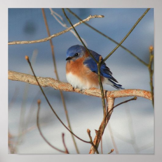 Winter Bluebird Poster (Vorne)