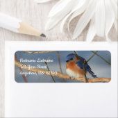 Winter Bluebird-Tieradresse (Insitu)