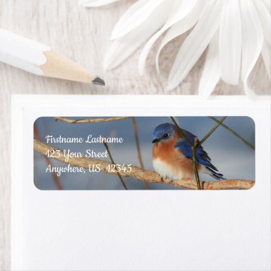 Winter Bluebird-Tieradresse (Insitu)