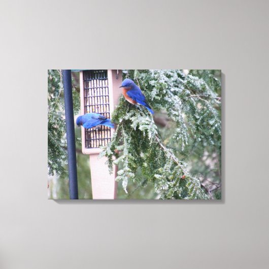 Winter Bluebirds Leinwanddruck (Vorderseite)