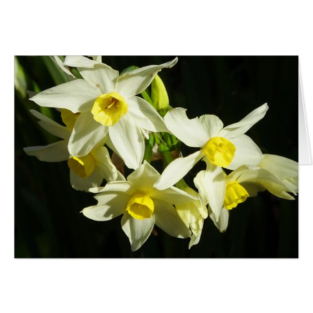 Winter-Blume (Vorderseite (Horizontal))