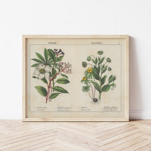 Winter-Blume   Charlotte Mary Yonge Poster