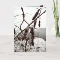 Winter-Bristly Heuschrecke