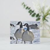 Winter Canada Goose Nature Fotografy Hunter Postkarte (Stehend Vorderseite)